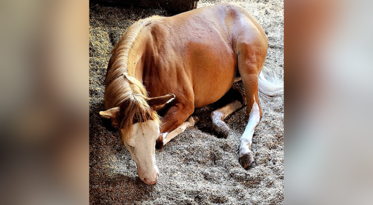 a horse laying down
